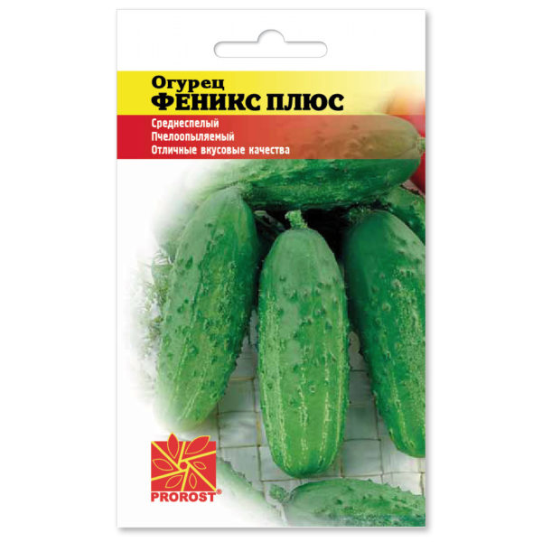 огурец феникс плюс